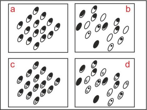 fluid_inclusion_schematic2.jpg